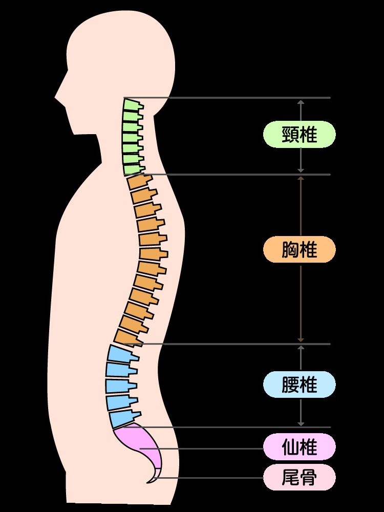 脊椎・脊髄疾患イメージ
